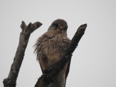 Falco tinnunculus (Turmfalke) Männchen